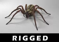 Wolf Spider Low-poly 3D model