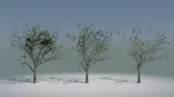 5 Tree Package and LODs Low-poly 3D model