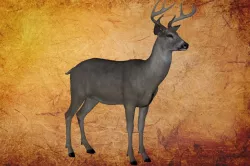 Animal 55 - Deer Game ready 3D model
