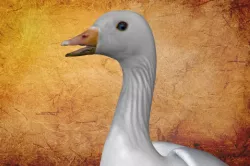 Animal 57 - goose Game ready 3D model