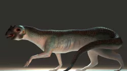 Beaked Ferret-Lizard Rigged Low-poly 3D model