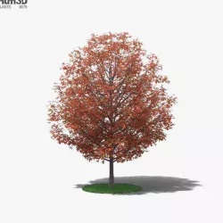 Black Gum 3D model