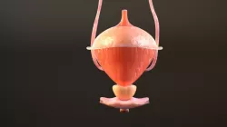  Bladder Cross Section 3D model