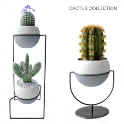 cactus collection 3D model