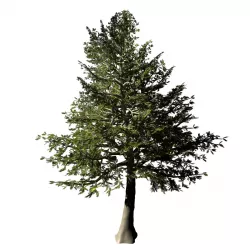 Chennault - Evergreen 33 3D model