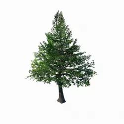 Chennault - evergreen 36 3D model
