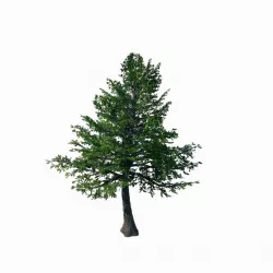 Chennault - Evergreen 3D model