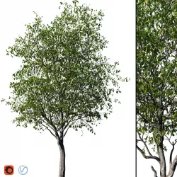 Cherry Tree 3D model