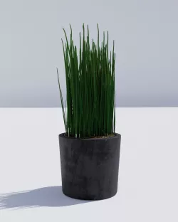 chives plant kitchen herbs 3D model