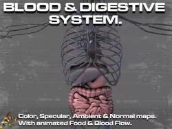 Circulatory and Digestive System 3D model