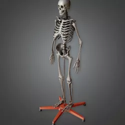 CLA - Lab Skeleton - PBR Game Ready Low-poly 3D model