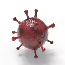 Coronavirus 3D model