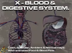 Cross Section Circulatory and Digestive System 3D model