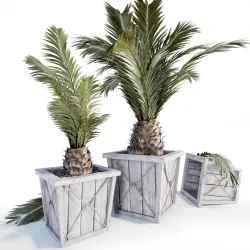 Decorative palm tree Low-poly 3D model