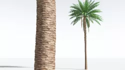 EVERYPlant African Oil Palm 02 --16 Models-- 3D model