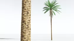 EVERYPlant African Oil Palm 09 --16 Models-- 3D model