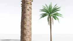 EVERYPlant African Oil Palm 10 --16 Models-- 3D model