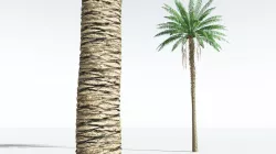 EVERYPlant African Oil Palm 11 --16 Models-- 3D model