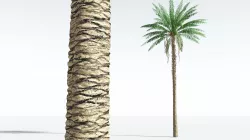 EVERYPlant African Oil Palm 12 --16 Models-- 3D model