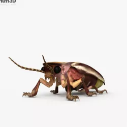 Firefly HD 3D model