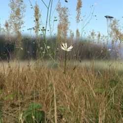 Grass Leaf Starwort Meadow Patch 3D model