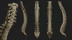 Human spine PBR 3D model