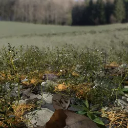 Knotweed Meadow Patch 3D model