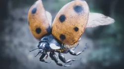 Ladybug Rigged PBR Low-poly 3D model
