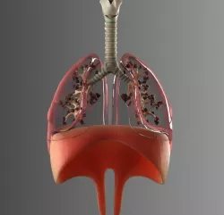 Lungs Animated 3D model