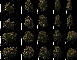 Magnolia All Pack 20 tree models plus GrowFX files 3D model