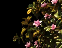 Magnolia XL 4 models 3D model