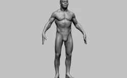 Male Anatomy v8 3D model
