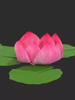 Nymphaea Nelumbo Lotus Flower Clo3d 3D model