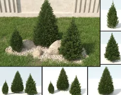 picea canadensis conica  3D model