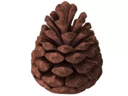 pine cone 3D model