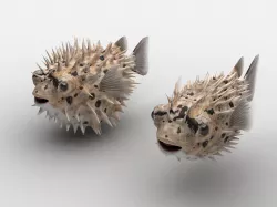 Puffer Balloonfish Porcupinefish Low-poly 3D model