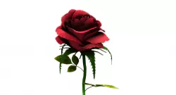 rose 3d model 3D model