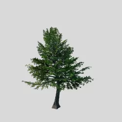 Sennard - evergreen 31 3D model