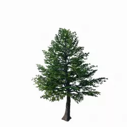 Sennard - evergreen 35 3D model