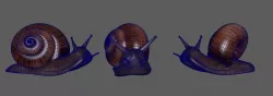 snail 3D model