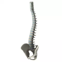 Spine Anatomy 3D model