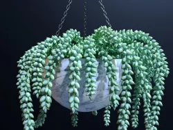 succulent sedum  3D model