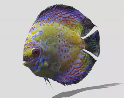 Sweetwater Discus Fish Low-poly 3D model