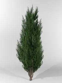 Thuja Small 3D model