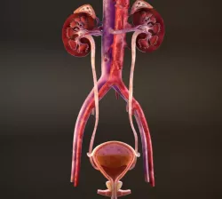 Urinary Kidney System 3D model