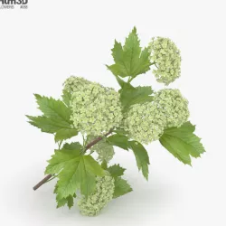 Viburnum Opulus 3D model