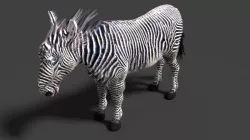 zebra 3D model