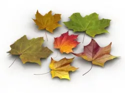 Autumn Leafs 3D model