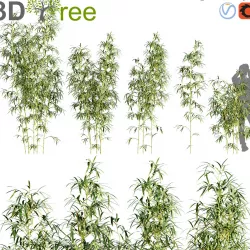 Bambusa Multiplex - Hedge Bamboo 01 3D model