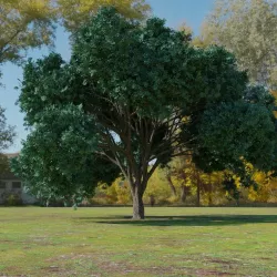 Big tree 3D model